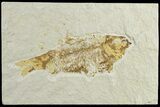 Bargain, 3.8" Fossil Fish (Knightia) - Green River Formation - #183179-1